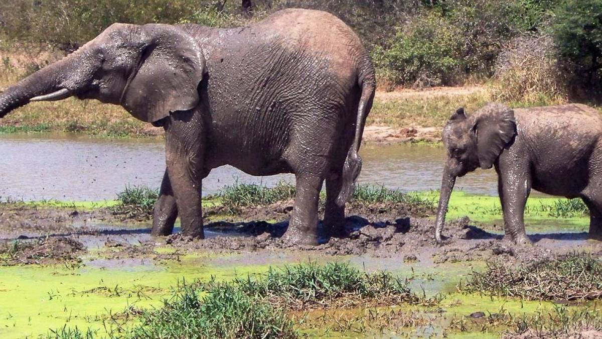 Elefantenmutter Krgerpark |  Ingmar Schramm / Chamleon