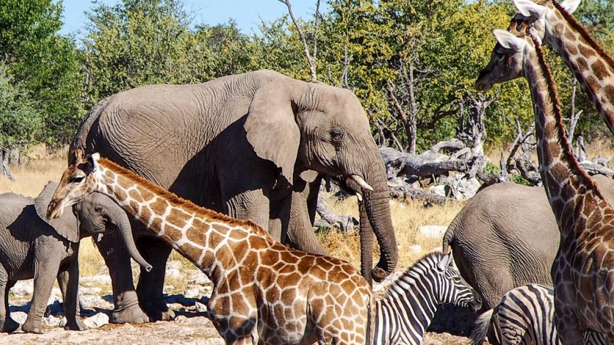 Kreuzungen |  Annette Vasel / Chamleon