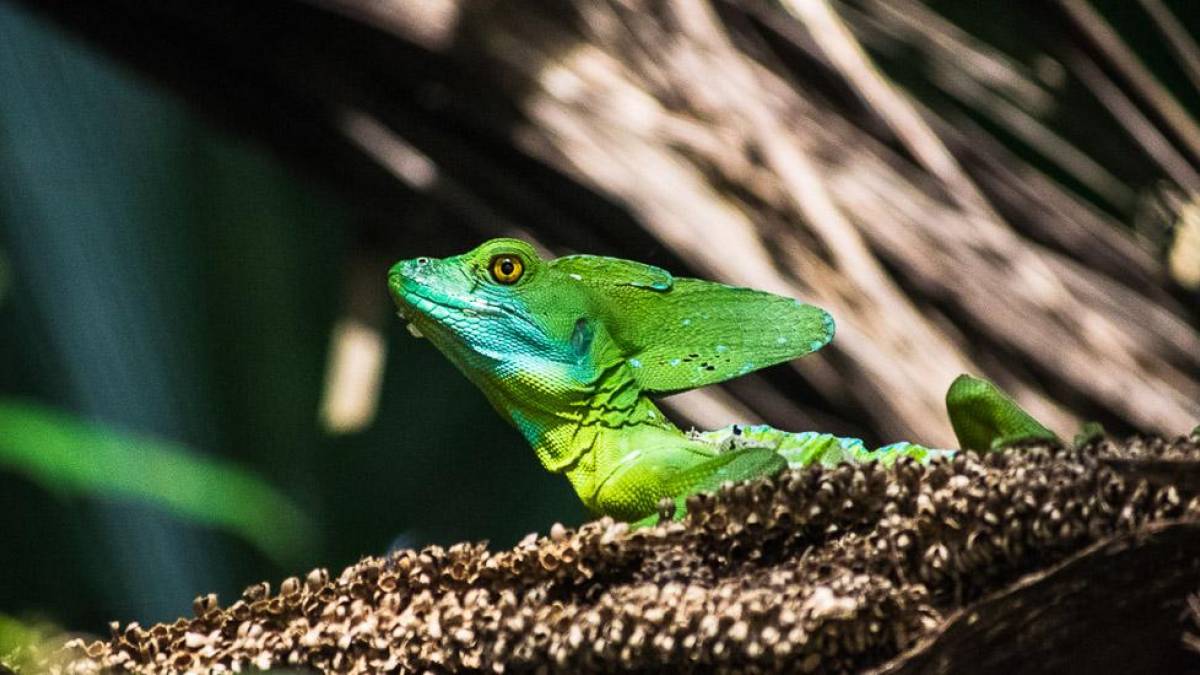 Ein Basilisk im Tortuguero Nationalpark |  Hannes Schleicher / Chamleon