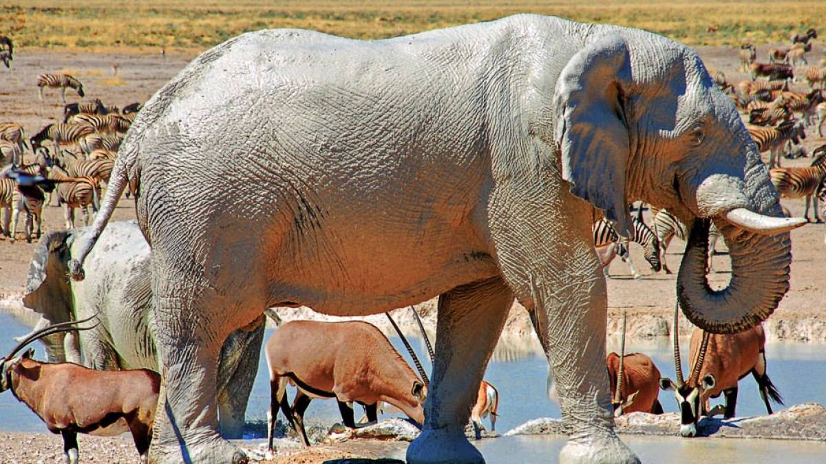 Weier Elefant |  Heike Appelhoff / Chamleon