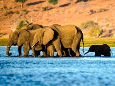 Elefanten berqueren den Fluss Chobe zur Sedudu Insel