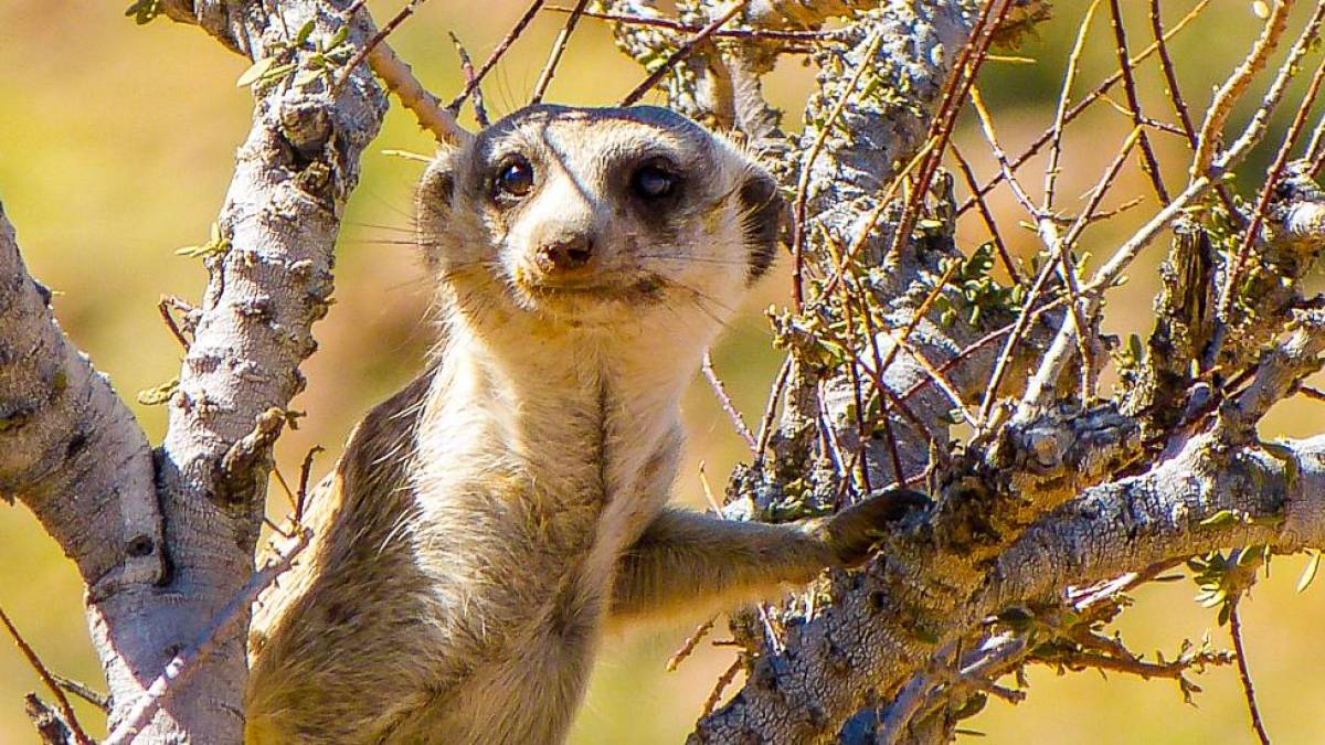 Erdmnnchen passt auf |  Rene Winkler / Chamleon