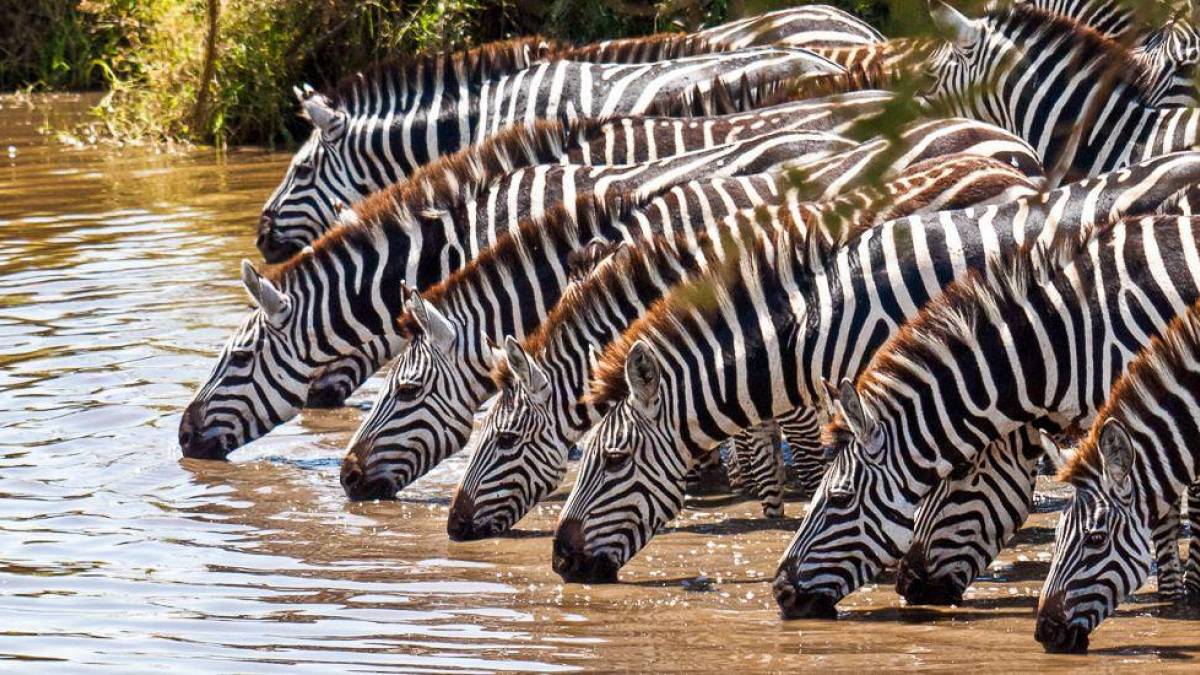 An der Theke |  Mike Lippke / Chamleon