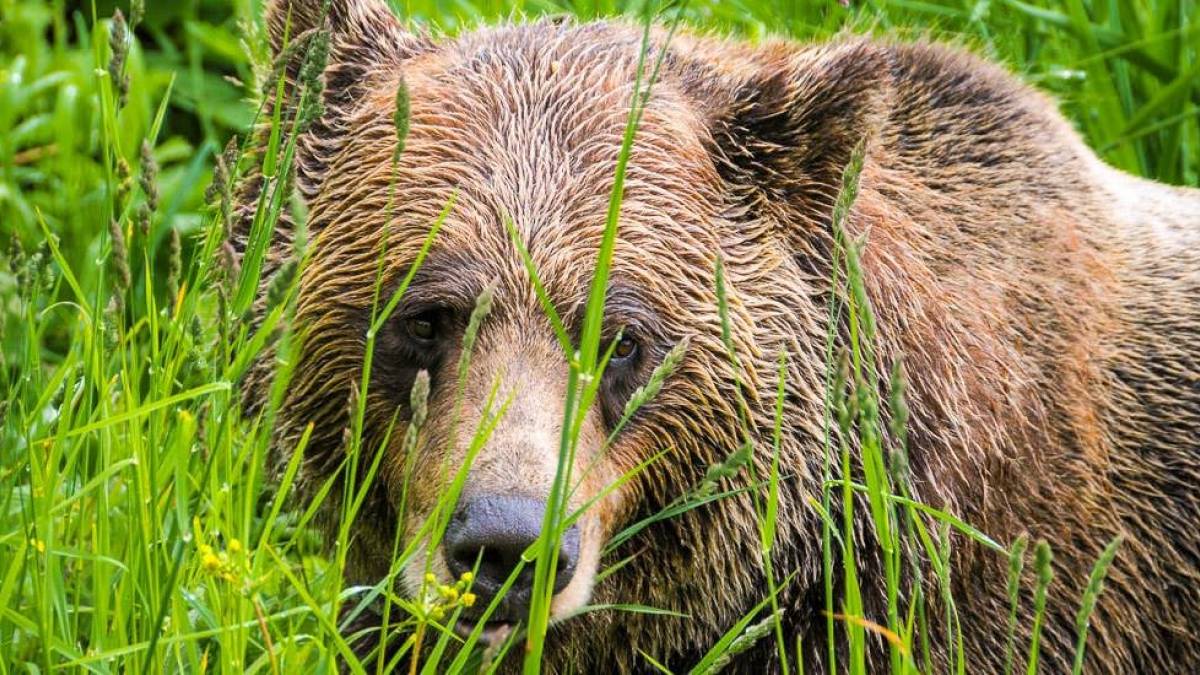 Grizzlybr |  Tanja Langheim / Chamleon