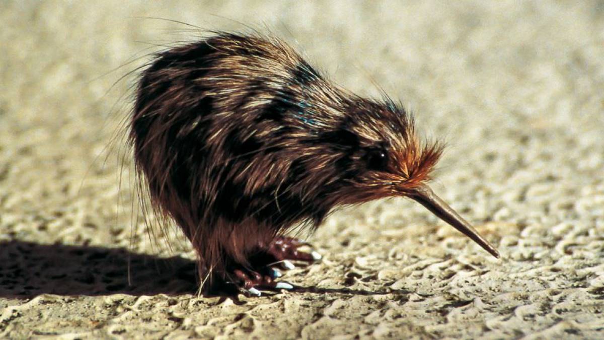 Ein Kiwi-Vogel |  Chamleon