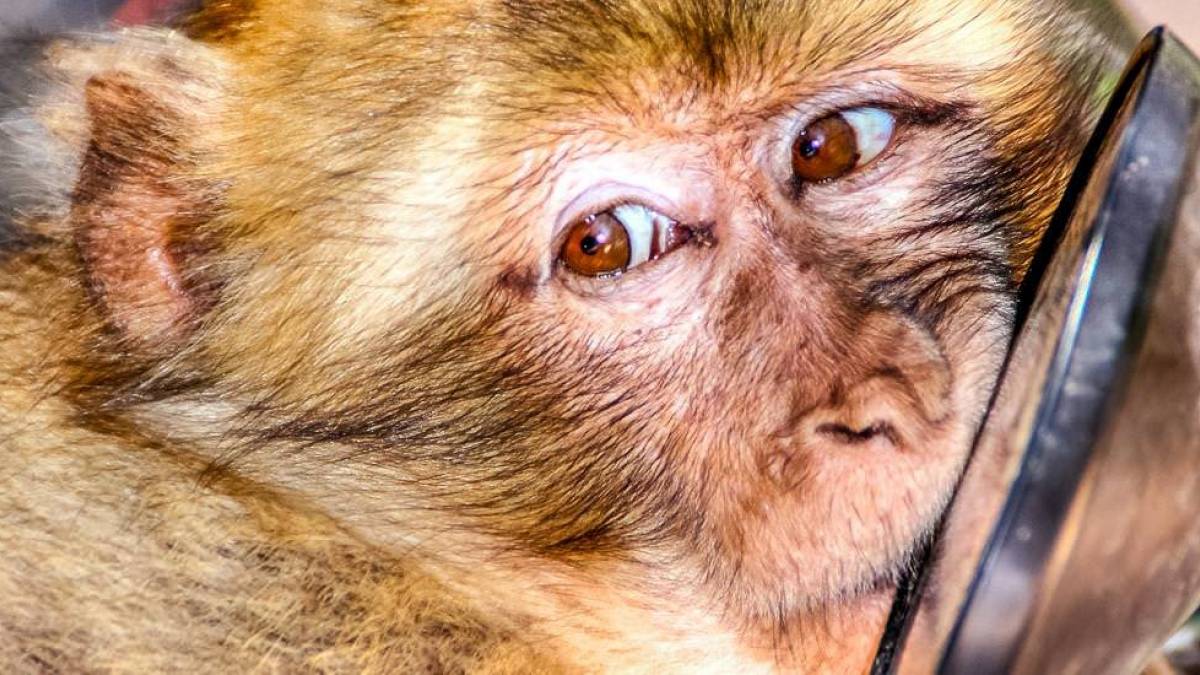 Spieglein, Spieglein  |  Anne Baltes / Chamleon