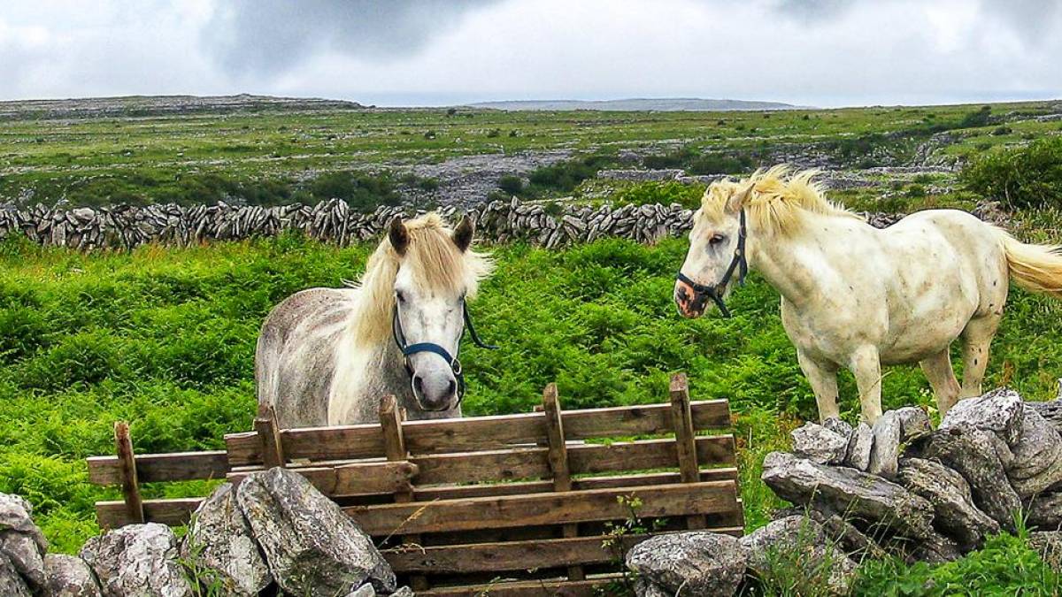 Pferde in Connemara |  Sterling Lanier, Unsplash / Chamleon