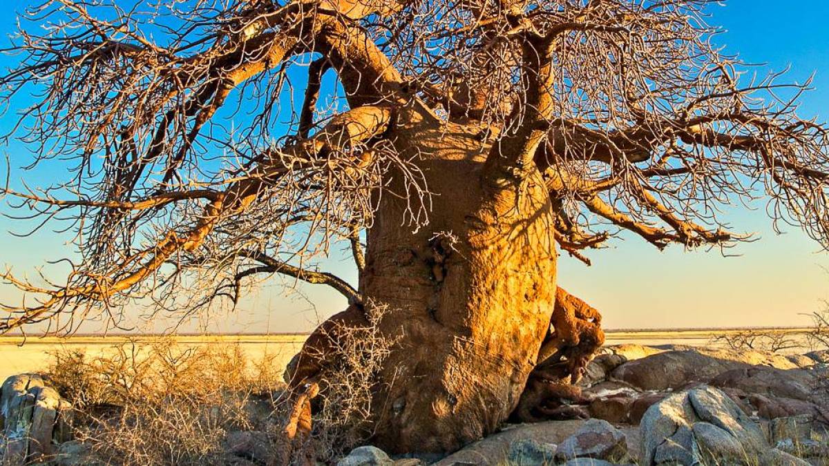 Baobabbaum am Rande der Salzpfanne |  Peter Pack, Pack Safari / Chamleon
