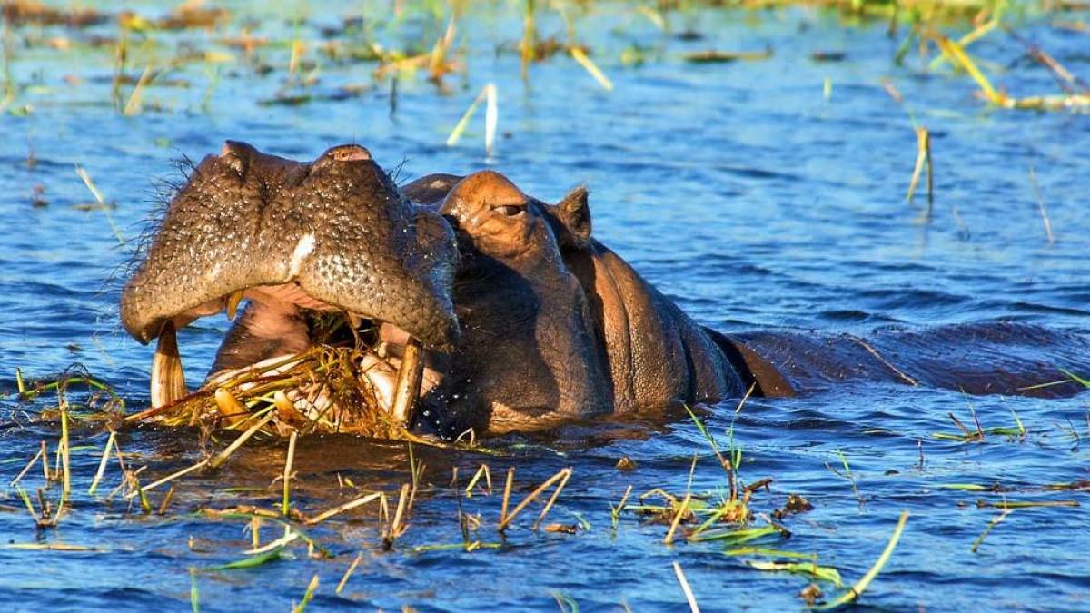 Flusspferd |  Peter Pack, Pack Safari / Chamleon