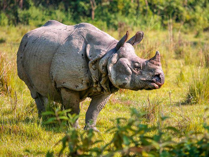 Nashorn im Chitwan-Nationalpark |  Carsten Brandt, iStockphoto.com / Chamleon
