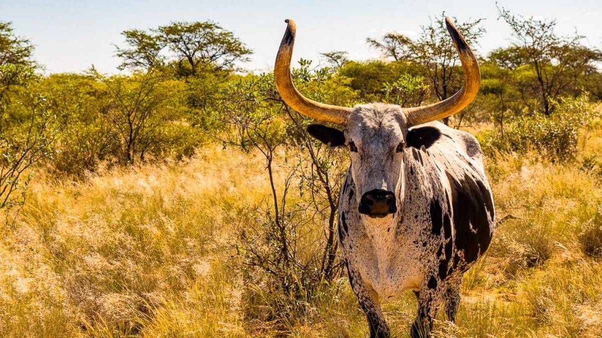 Nguni-Rind |  Hannes Schleicher / Chamleon