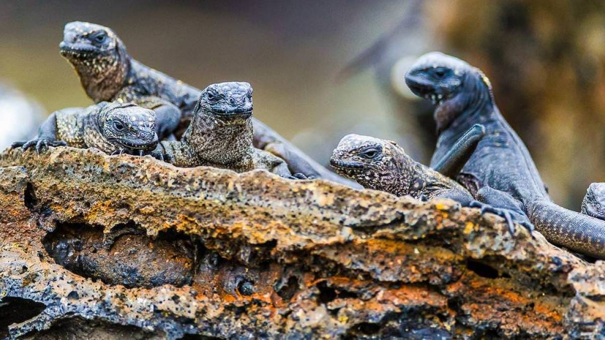 Meerechsen auf der Insel Los Tintoreras |  Kai-Uwe Kchler, Art & Adventure / Chamleon