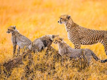 Geparden Familie in der Serengeti