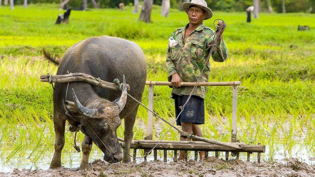 Bauer mit Ochsen bei der Feldarbeit |  Chamleon