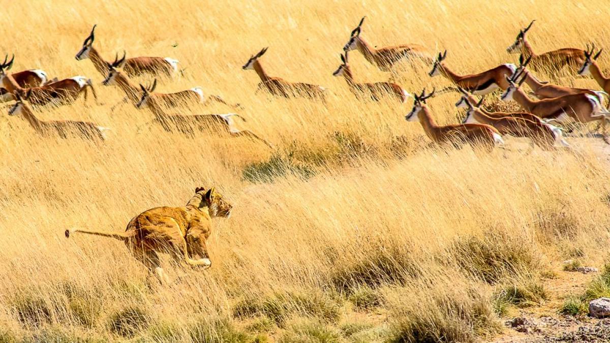 Jagd im Etosha |  Jrgen Maa / Chamleon