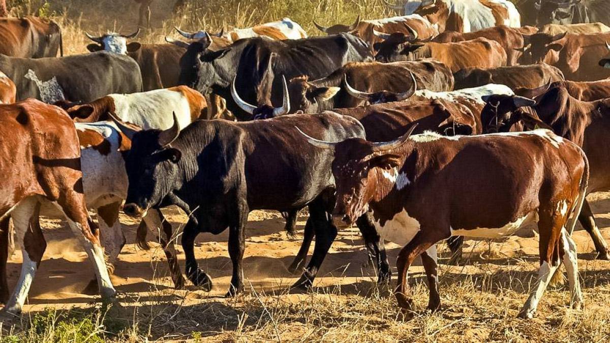 Nguni-Rinder |  Peter Pack, Pack Safari / Chamleon