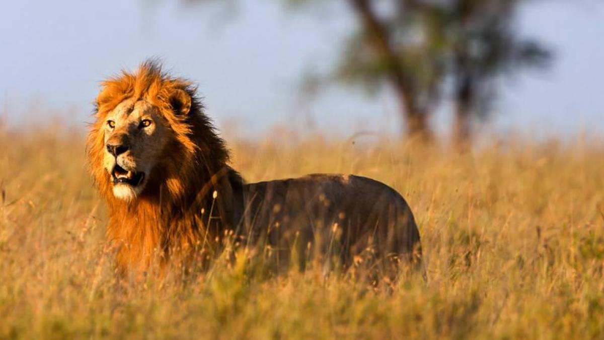 Lwe auf der Jagd in der Serengeti |  Margret Meyer / Chamleon
