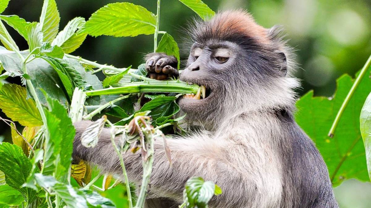 Colobus Affe |  Dieter Gerhards / Chamleon